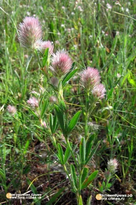 Клевер пашенный (Trifolium arvense)
