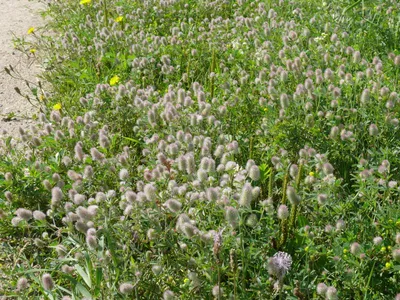 Trifolium arvense L., Клевер пашенный (World flora) - Pl@ntNet identify