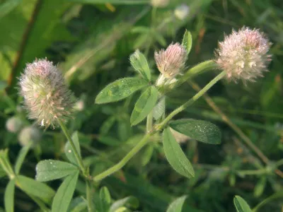 Клевер пашенный (Trifolium arvense L.)