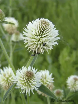 Trifolium arvense - Изображение особи - Плантариум