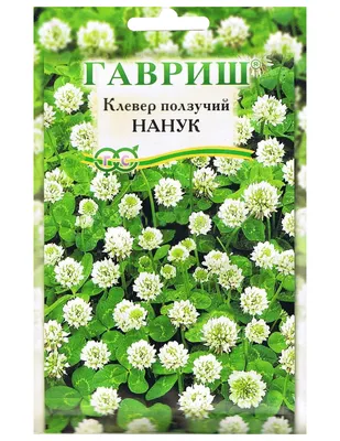 MW0409036, Trifolium arvense (Клевер пашенный), specimen