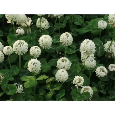 Клевер пашенный (Trifolium arvense)