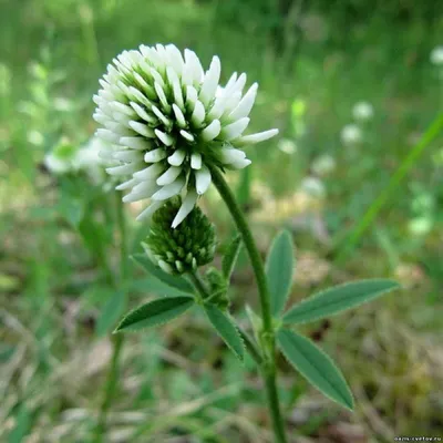 Trifolium arvense L. - Клевер пашенный