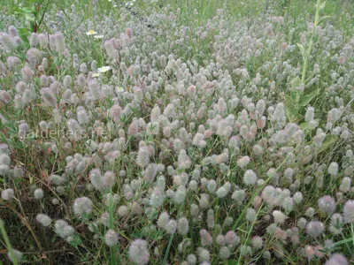 Фотокаталог растений: Клевер пашенный (Trifolium arvense)