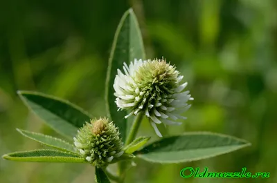 Клевер гибридный (Trifolium hybridum L.)