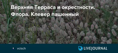Клевер ползучий белый Нанук 100гр купить с доставкой по всей России в  интернет-магазине Природа Огорода