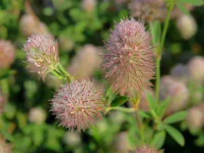 Клевер пашенный (Trifolium arvense L.)