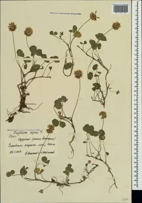 Клевер пашенный (Trifolium arvense)