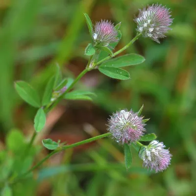 Trifolium arvense