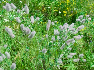 MW0614918, Amoria repens (Клевер ползучий), specimen