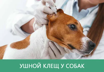 Кліщ у собаки: симптоми та як виявити, лікування та профілактика читати на  exomania