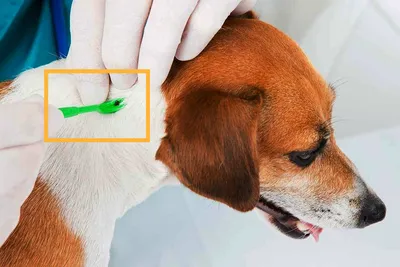 Вушний кліщ у собаки: симптоми, причини і лікування | Royal Canin UA