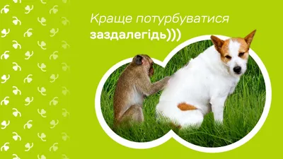 Вушний кліщ у собак (отодектоз): симптоми, лікування та профілактика -  Зоомагазин MasterZoo