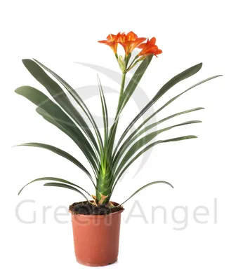 Кливия (Clivia)