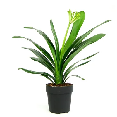 Кливия миниата в горшке (Clivia miniata) купить с доставкой в СПб