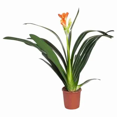 Clivia miniata (Lindl.) Bosse, Кливия киноварная (Полезные растения) -  Pl@ntNet identify