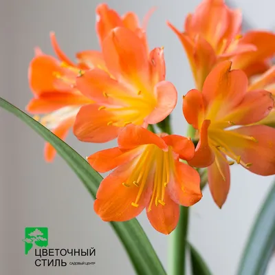 Clivia miniata - цветок натальной лилии или кустовой лилии, растущий в  цветочном горшке во вьетнаме | Премиум Фото