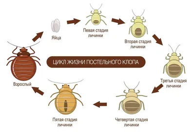 Как клопы попадают в дом и можно ли от них избавиться с первого раза?