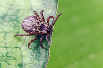 Маленькие Новорожденные Оранжевые Клопы Hemiptera На Зеленом Листе На  Старом Куске Дерева Вид Сверху Макро Фото — стоковые фотографии и другие  картинки Клоп - iStock