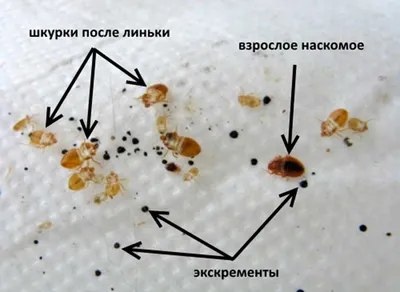 Как выглядят клопы, яйца клопов и личинки?