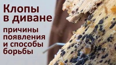 Как выглядят клопы (фото), откуда появляются, как их отличить