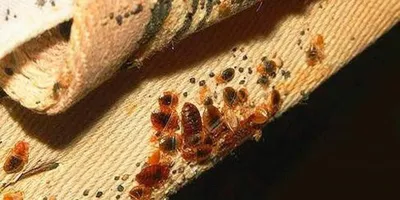 Why do bed bugs appear in the couch and how to get rid of them - YouTube