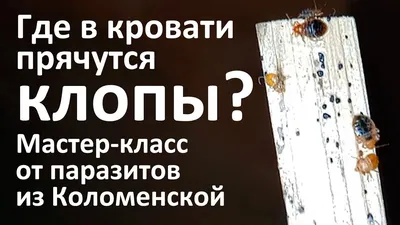 Клопы живут в матрасах? | Санитарная служба \"УЮТ\"