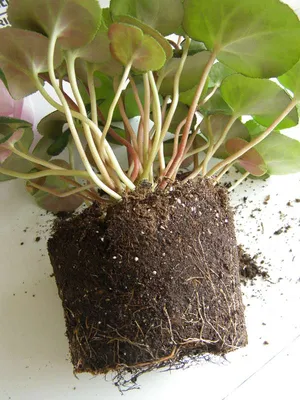 Как правильно посадить клубень цикламена - Форум цветоводов Фрау Флора