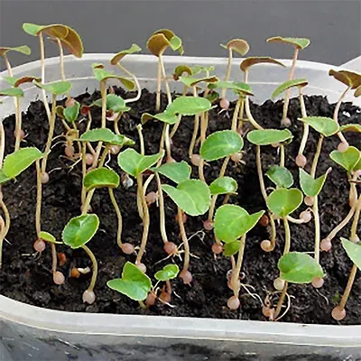 Клубень цикламена персидского в 4 месяца / Cyclamen persicum | Персидские,  Растения