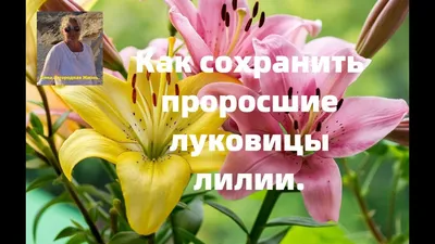 Лилия Пинк Плэнет купить в Минске, почтой по Беларуси. Луковицы лилий в  интернет-магазине.