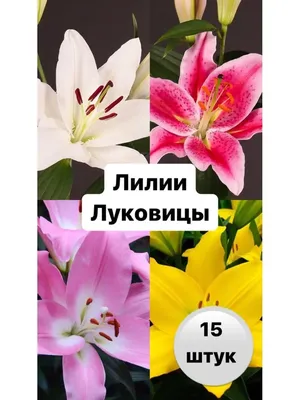 Club Garden Лилии луковицы многолетние