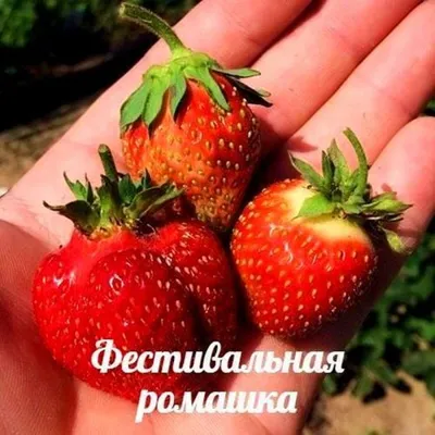 Клубника Фестивальная Ромашка - купить по выгодным ценам в  интернет-магазине OZON (1157960214)