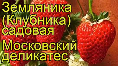 Земляника Московский Деликатес F1, 10 шт Русский огород купить недорого в  интернет-магазине товаров для сада Бауцентр