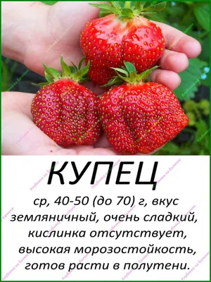 Как вырастить хороший урожай клубники, рассказала агроном новосибирцам -  Новости Новосибирска - om1.ru