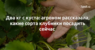 Откуда клубника в Приморье: фермер рассказал о деле, которым занимается уже  несколько лет - UssurMedia.ru