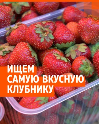 Клубника Кардинал (ремонтантный сорт) купить по цене 240₽ за 5 шт. в Москве  в интернет-магазине «Посадика»