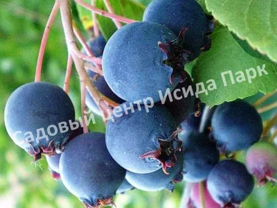 Что почём: ягода и выгода | 24.06.2022 | Хабаровск - БезФормата