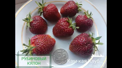 Рубиновый кулон | Томаровский частный коллекционный питомник