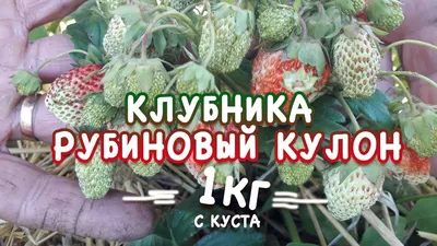 О клубнике Рубиновый Кулон: описание сорта, агротехника посадки и  выращивания | Strawberry, Strawberry seed, Fruit