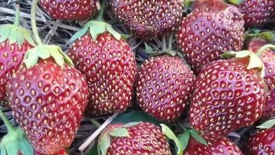 Клубника Рубиновый кулон: описание, достоинства сорта, отзывы