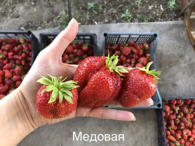 Клубника витязь (37 фото) - 37 фото