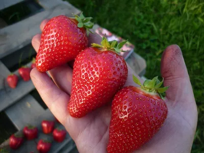 Земляника и клубника Купец - купить по выгодным ценам в интернет-магазине  OZON (1253767490)