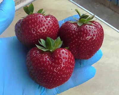 Клубника средняя