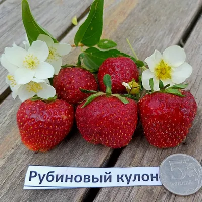Клубника \"Рубиновый Кулон\" (Среднеспелая)
