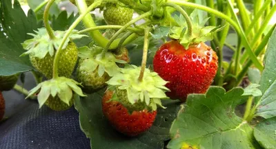 Земляника садовая (Fragaria) 'Рубиновый кулон' - «А такой кулончик  нравится?» | отзывы