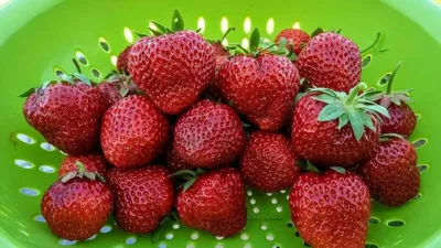 Клубника Рубиновый Кулон – купить в интернет-магазине OZON по низкой цене