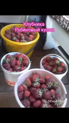 Подкормки клубники и защита от болезней и вредителей: «Дачная помощь» от  владимирского филиала Россельхозцентра — АгроXXI