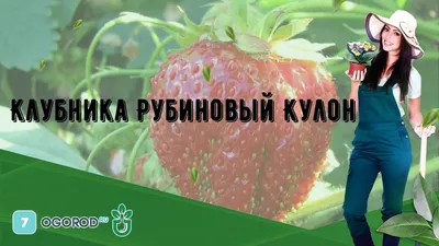 КЛУБНИКА саженцы - ЭЛИТНЫЕ СОРТА, цена 0.80 р. купить в Минске на Куфаре -  Объявление №207225266