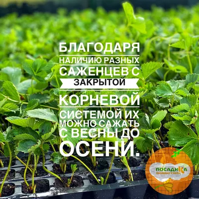 Клубника Холидей (Высокоурожайный сорт) купить по цене 240₽ за 5 шт. в  Моршанске в интернет-магазине «Посадика»