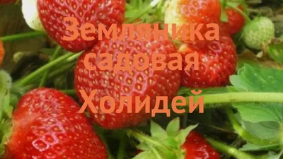 Лучшие сорта клубники: какой выбрать